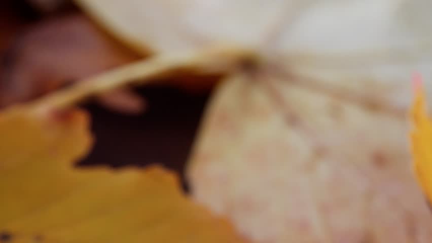 autumnal peaceful scene, tranquil autumn scenery featuring luminous leaves and delicate shadows, peaceful fall environment highlighting warm light and intricate leaf shadows overall