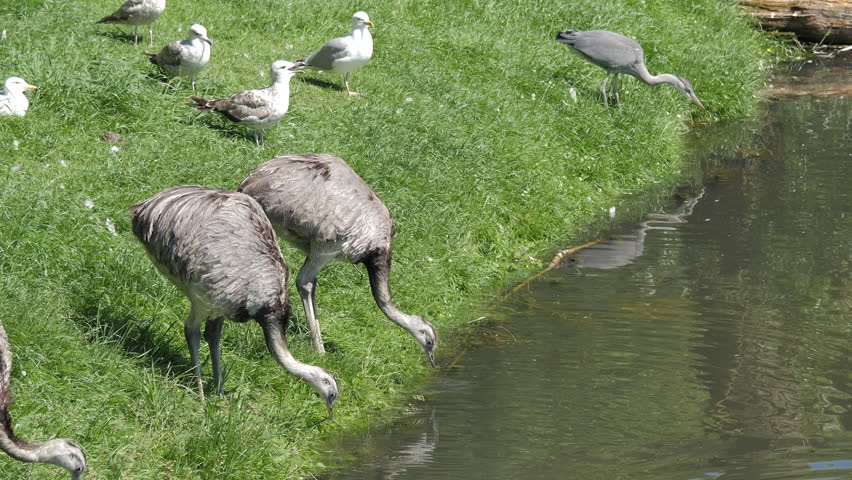 The Greater Rheas (Rhea Americana) drink water