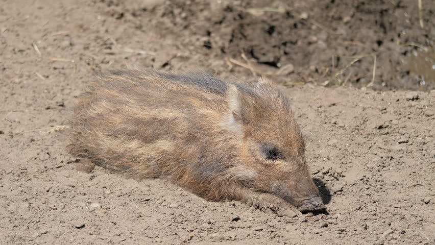Young, Baby Wild Boar. Piglet. Sus Scrofa.