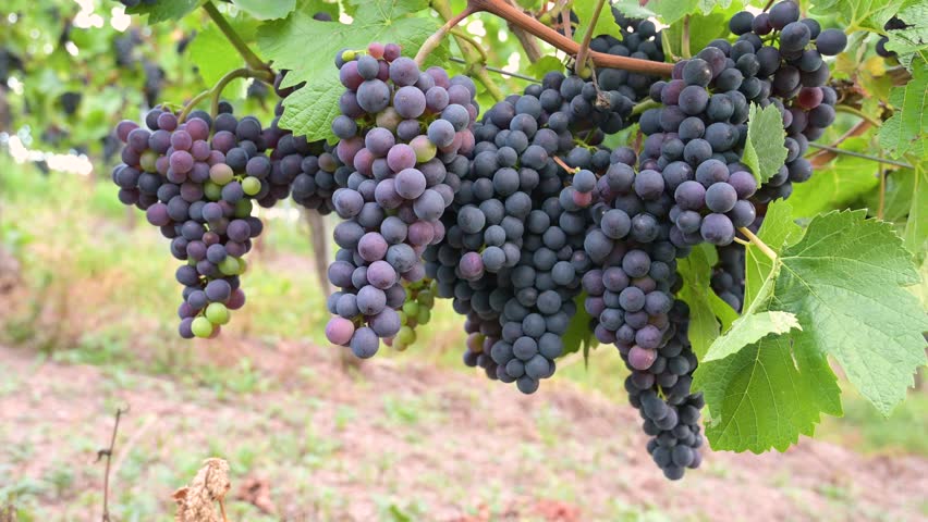 Blue grapevine, Pinot Noir grapes growing on vine, vineyard in Trier, Moselle Valley, Germany, agriculture at Mosel river, rhineland palatine