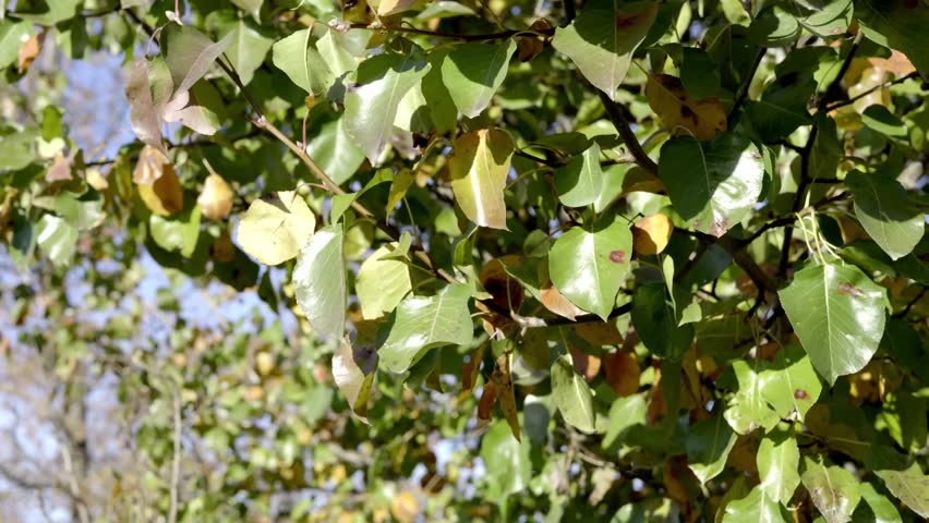 Lush, glossy green and yellow leaves blow in the wind on a tree branch, backlit by the sun, as the subtle transition from late summer to early autumn is revealed under a bright sky.