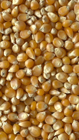 Top view of a rotating, dried corn kernel as background texture. Semi-finished product for making popcorn at home. Vertical video.