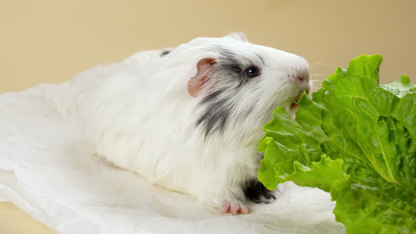 A fluffy white guinea pig munches on a piece of fresh lettuce in a warm, inviting indoor environment. The playful pet delights in its healthy snack.