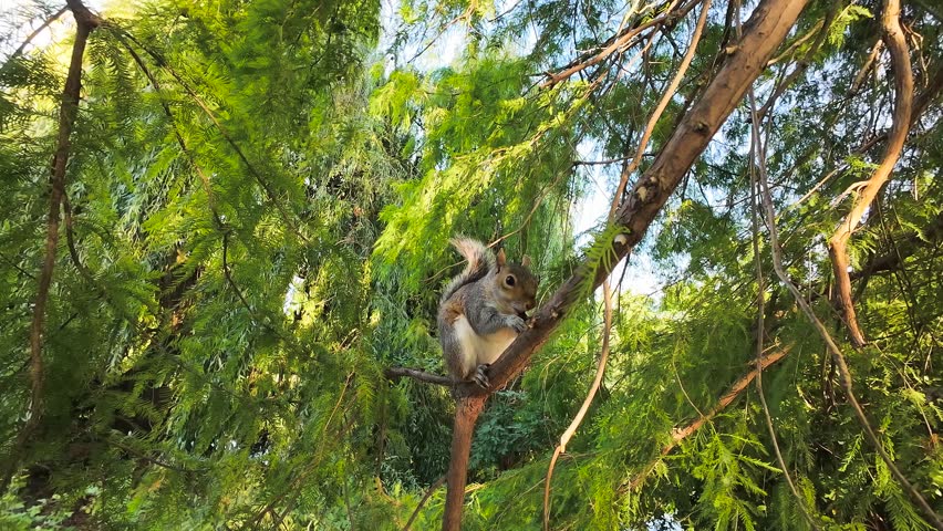 Squirrel standing on tree branch showing aggressive behavior shaking tail. Wildlife protection squirrels theme reflecting natural harmony and environmental care. Rodent posing on woody stem displaying