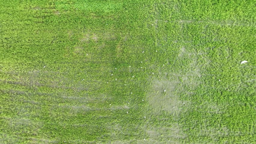 An aerial view of the beautiful green paddy fields during sunset.