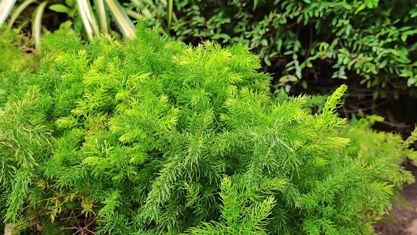 Asparagus Densiflorus, Asparagus fern plants.