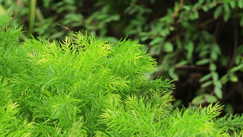 Asparagus Densiflorus, Asparagus fern plants.