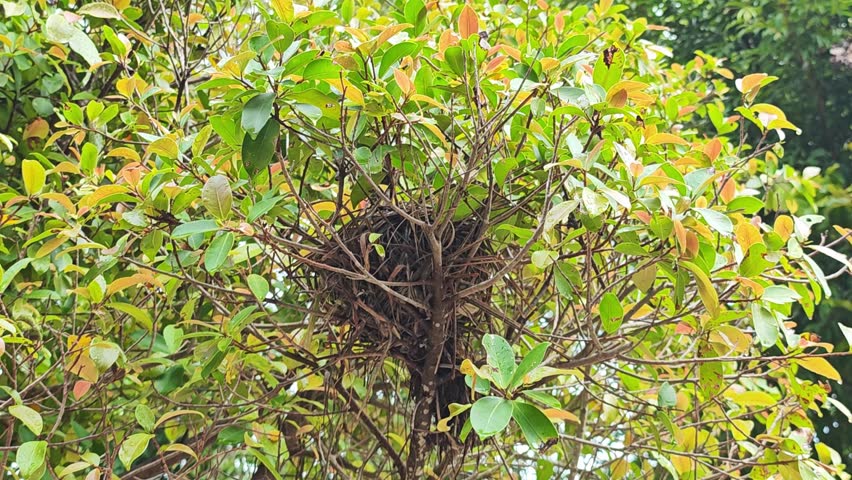 Birds nest made from grass.