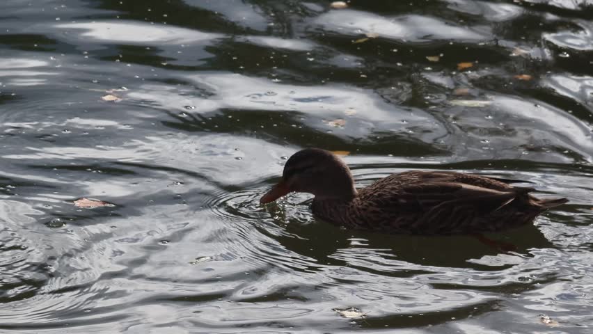 Close-up shot of a duck swimming on calm water in a natural pond, reflecting sunlight and gentle ripples