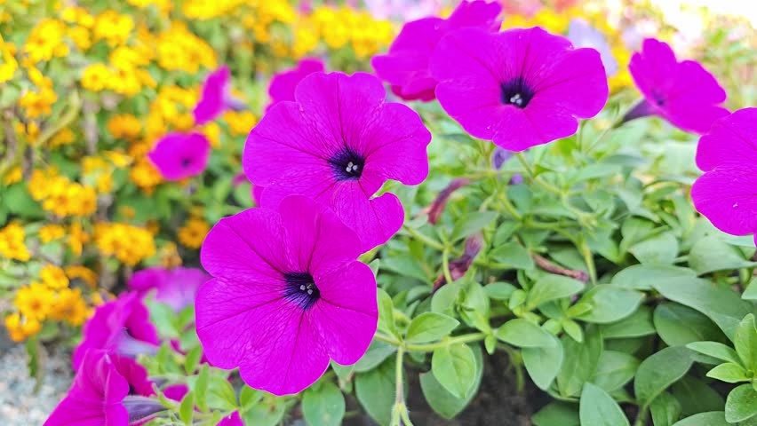 pink Petunia hybrida Vilm flower are blooming in the garden
