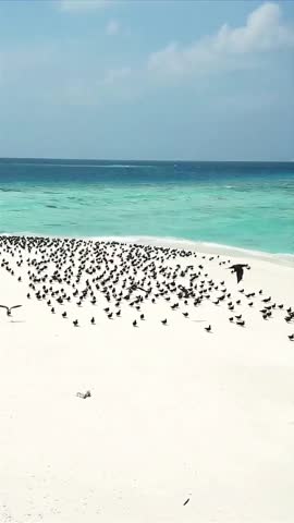 Seabirds Taking Off from White Sandy Shore