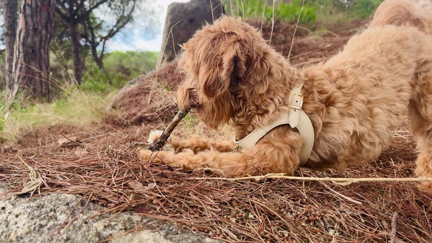 Small Dog Chewing Stick in Forest with Burrs in Fur and Pine Leaves Around