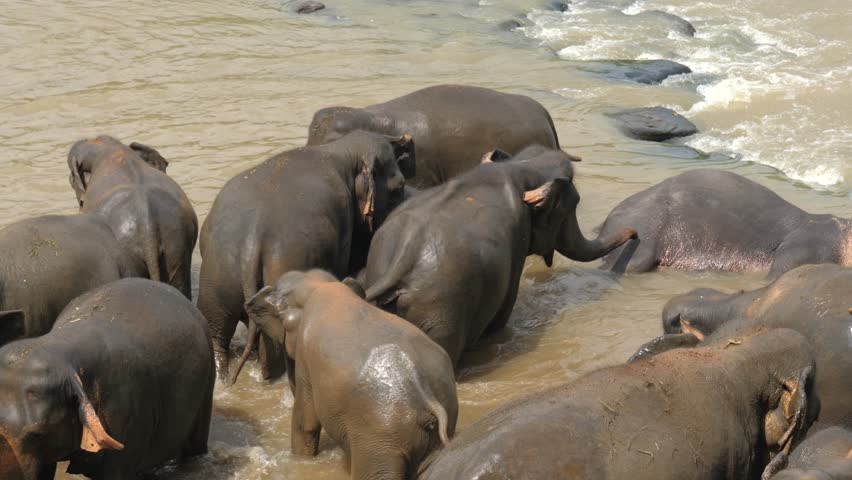 Majestic herd of wild asian elephants cooling off and bathing together in muddy waters of tropical river. Enjoying refreshing spray and showcasing their strong social bonds in their natural habitat