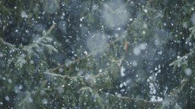 Blizzard Snow Storm During Heavy Winds Winter Snowfall in Mountains Forest Extreme Weather Conditions. Heavy Snowfall in Park, Large Flakes of Snow are Falling, Snow Storm, Blizzard. - Powered by Shutterstock - Get 15% off with code: PIKWIZARD15
