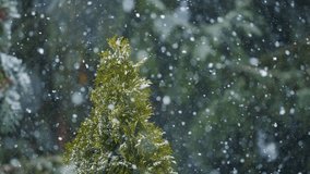Blizzard Snow Storm During Heavy Winds Winter Snowfall in Mountains Forest Extreme Weather Conditions. Heavy Snowfall in Park, Large Flakes of Snow are Falling, Snow Storm, Blizzard. - Powered by Shutterstock - Get 15% off with code: PIKWIZARD15