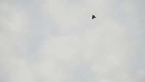 Slow motion showing a black crow gliding across a pale cloudy sky in Fukuoka, Japan, with gentle daylight tones and minimalist composition ideal for nature or freedom concepts - Powered by Shutterstock - Get 15% off with code: PIKWIZARD15