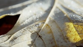 dewkissed leaf in morning light, intricate veins and shimmering droplets on autumn foliage captured, scientific style botanical photograph showcasing dewcovered leaf with delicate textural decay - Powered by Shutterstock - Get 15% off with code: PIKWIZARD15
