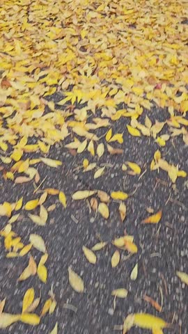 Dynamic autumn nature footage showing vibrant fall foliage, colorful leaves on trees and ground, peaceful forest landscape perfect as a seasonal background or relaxation concept