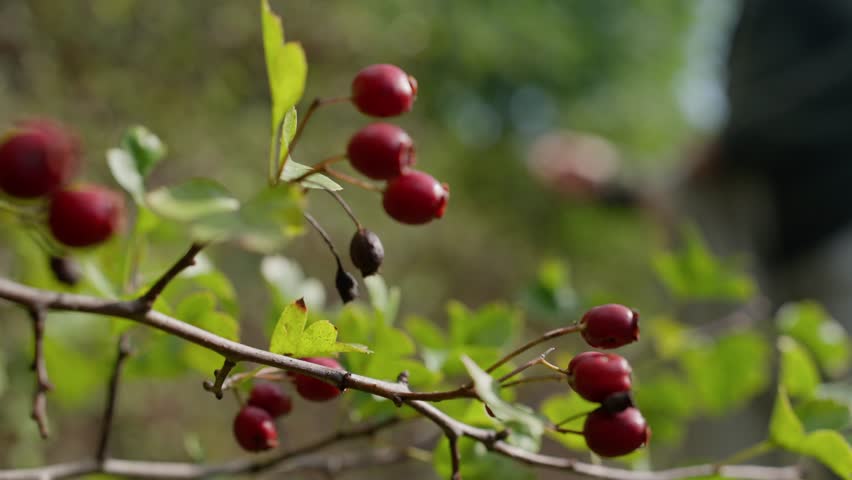 delicate red fruits with softfocused background scene, closeup of luscious berries with misty morning atmosphere, intimate capture of crimson berries under gentle morning light and dew