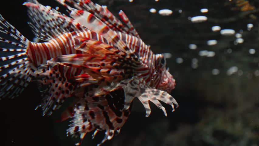 A close up shot of a beautiful and venomous lionfish swimming gracefully in an aquarium. The fish, with its distinctive red, white, and black striped fins, is a captivating sight