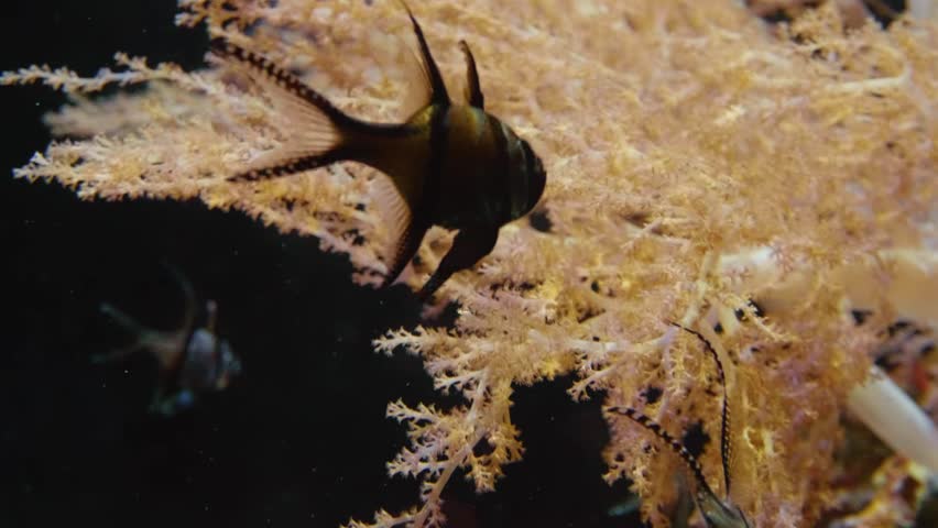 A close up shot of a Banggai cardinalfish (Pterapogon kauderni) swimming gracefully among coral in an aquarium. The footage was captured at the Vancouver Aquarium in Stanley Park, showcasing the beaut