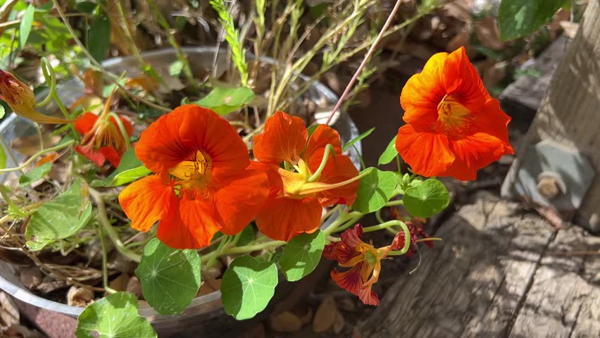 An orange flower of nasturtium (Tropaeolum majus). Nasturtiums are excellent companion plants in gardens and can be used as ground cover or in mass plantings.