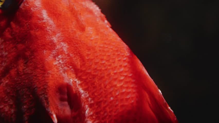 A close up shot of a vibrant red fish, possibly a coral grouper or a similar species, swimming gracefully in an exhibit at the Vancouver Aquarium in Stanley Park.