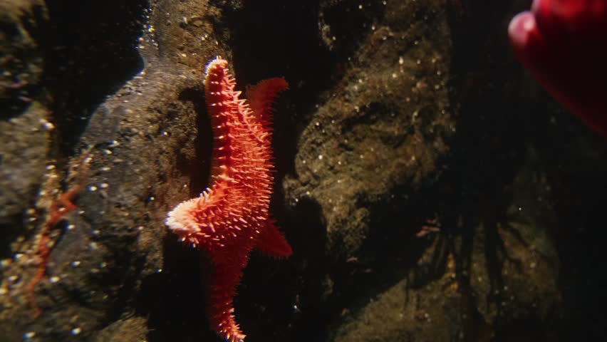 An underwater close up shot of a vibrant red sea star (Pisaster ochraceus, Pisaster giganteus) clinging to a rock in a marine exhibit. The footage was captured at the Vancouver Aquarium in Stanley Pa