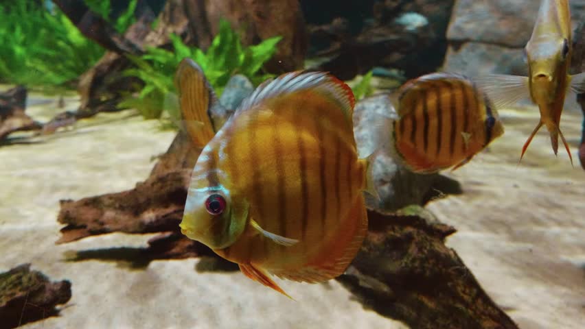 A close up shot of a vibrant, orange striped discus fish (Symphysodon) swimming gracefully in a freshwater aquarium. Other discus fish are visible in the background, showcasing their unique patterns a