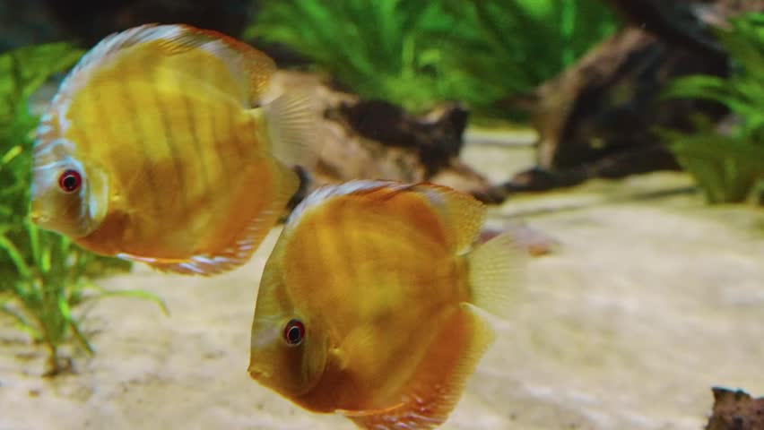 Footage of two beautiful golden discus fish (Symphysodon) gracefully swimming in a freshwater aquarium. The fish are vibrant with orange and yellow hues, showcasing their distinctive round bodies and