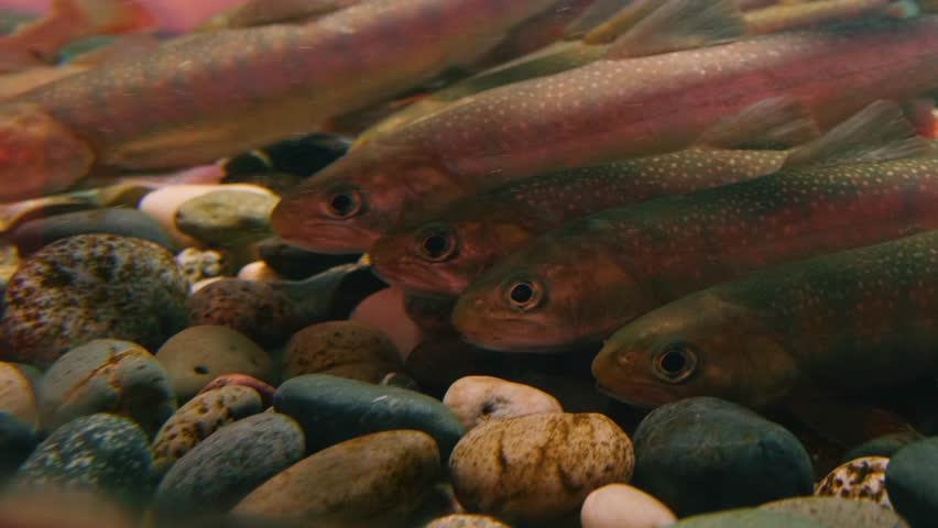 Footage of a group of freshwater fish, possibly rosyface shiners or cutthroat trout, swimming in a public aquarium