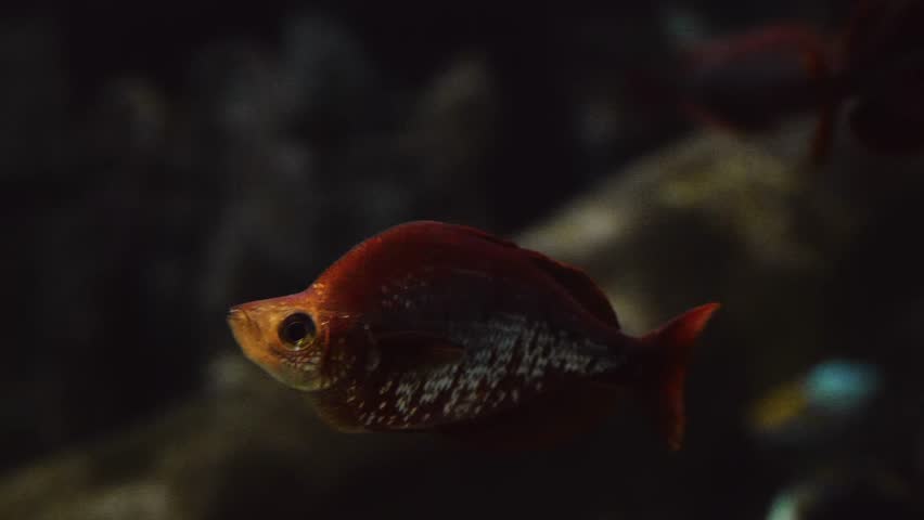 A close up shot of a vibrant red rainbowfish swimming gracefully in a large public aquarium. The fish