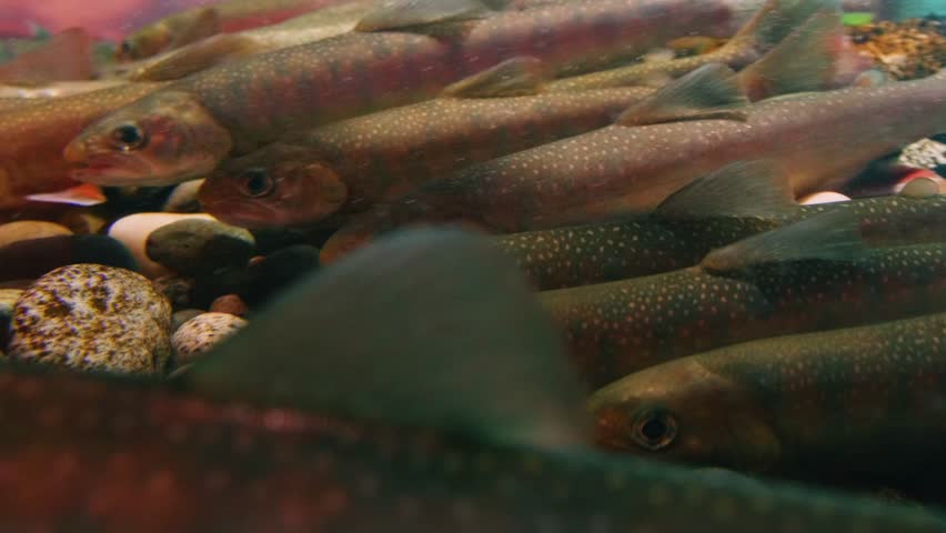 A close up shot of a school of spotted brook trout (Salvelinus fontinalis) swimming together in a freshwater aquarium.