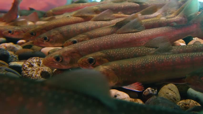 A close up shot of a school of Brook Trout (Salvelinus fontinalis) swimming in a freshwater aquarium.