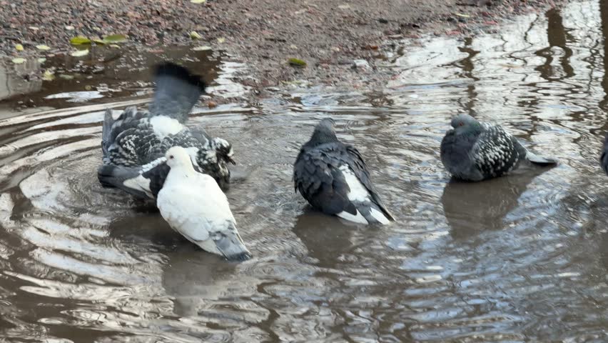 Pigeons are bathing in a puddle.