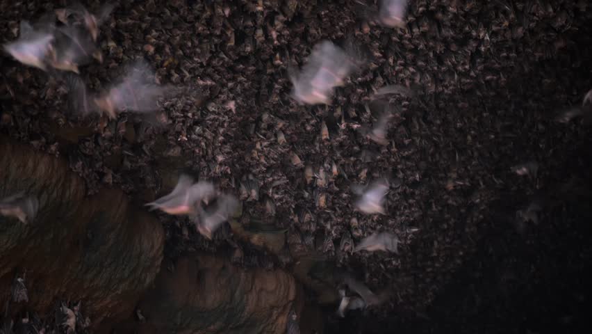 Colony of bats hanging inside dark cave