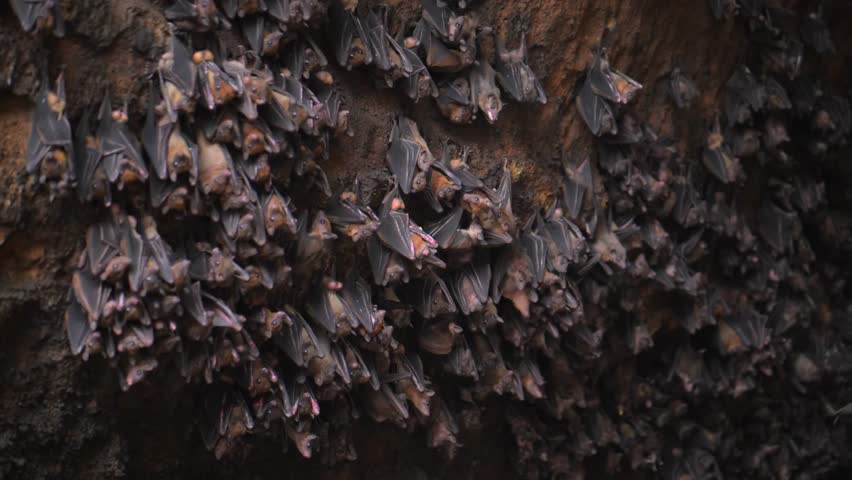 Colony of bats hanging inside dark cave