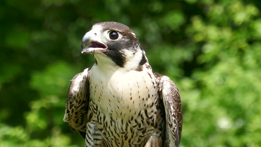 Peregrine falcon shaking head close-up