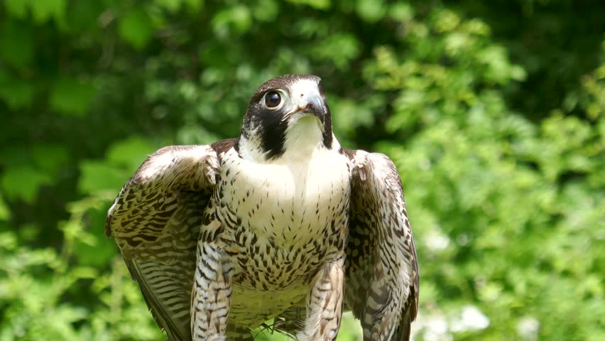 Peregrine falcon moving around close-up with green nature background