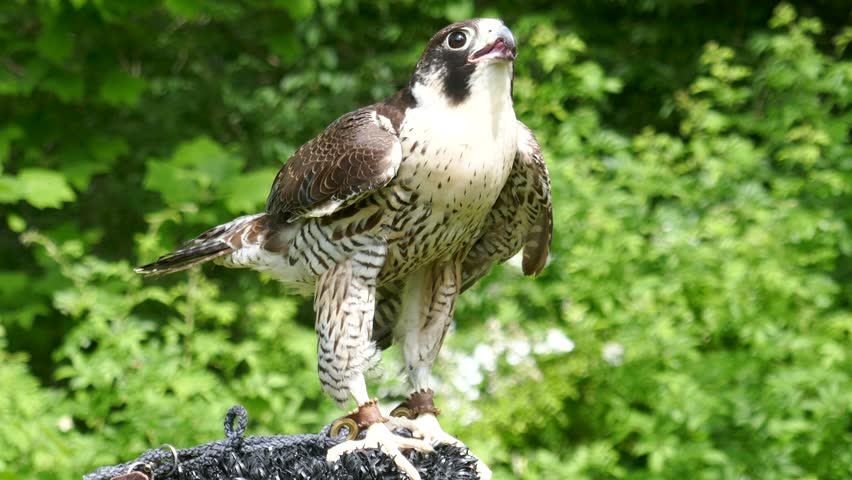 Peregrine falcon getting fed by falconer