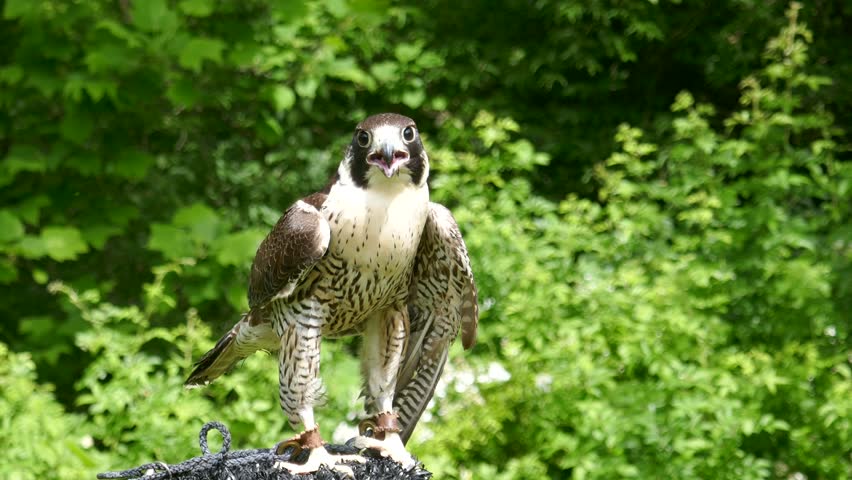 Peregrine falcon of falconer chomping beak