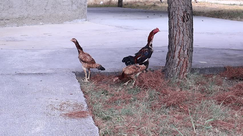 
A rooster and two hens from a native Aegean breed. Organic egg and domestic poultry production. Pet, wildlife, Denizli rooster, poultry farming, free-range chicken concepts. Background with chickens.