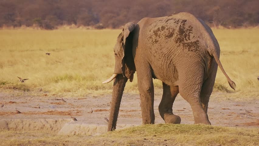 African Bush Elephant - Loxodonta africana lonely elephant walking in savannah to drink from waterhole in Etosha Namibia, majestic animal coming close up portrait