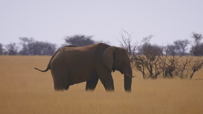 African Bush Elephant - Loxodonta africana lonely elephant walking in savannah to drink from waterhole in Etosha Namibia, majestic animal coming close up portrait.