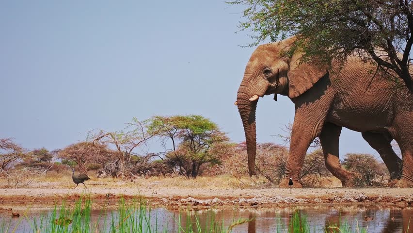 African Bush Elephant - Loxodonta africana lonely elephant walking in savannah to drink from waterhole in Etosha Namibia, majestic animal coming close up portrait.