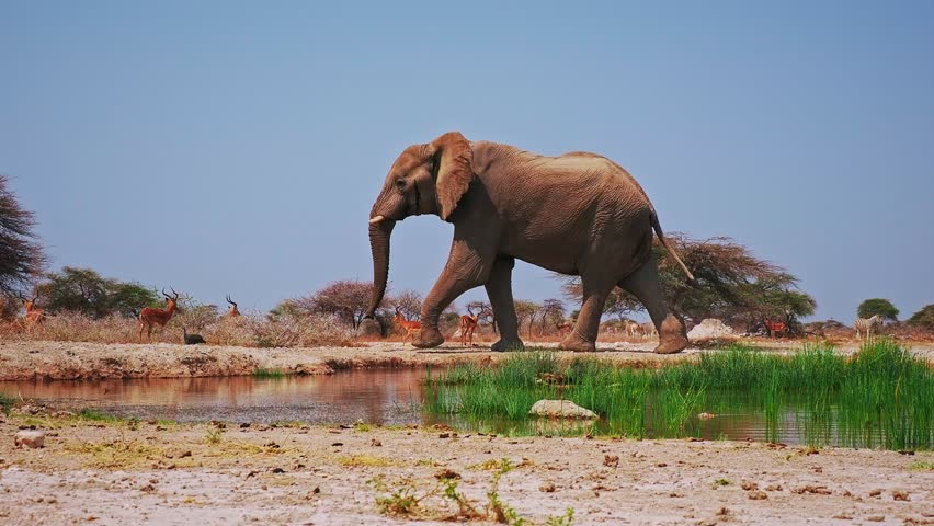 African Bush Elephant - Loxodonta africana lonely elephant walking in savannah to drink from waterhole in Etosha Namibia, majestic animal coming close up portrait.