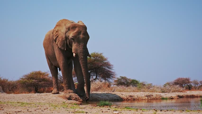 African Bush Elephant - Loxodonta africana lonely elephant walking in savannah to drink from waterhole in Etosha Namibia, majestic animal coming close up portrait.