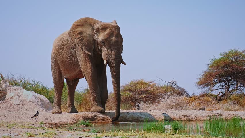 African Bush Elephant - Loxodonta africana lonely elephant walking in savannah to drink from waterhole in Etosha Namibia, majestic animal coming close up portrait.