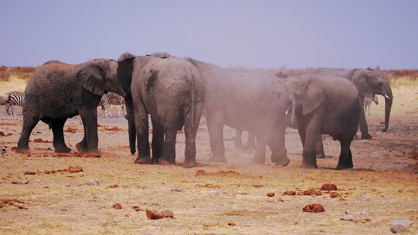 Fight African Bush Elephant - Loxodonta africana - fight or duel of majestic animals, many males with females and cubs in savannah drink from waterhole in Etosha Namibia, life in the middle of herd.