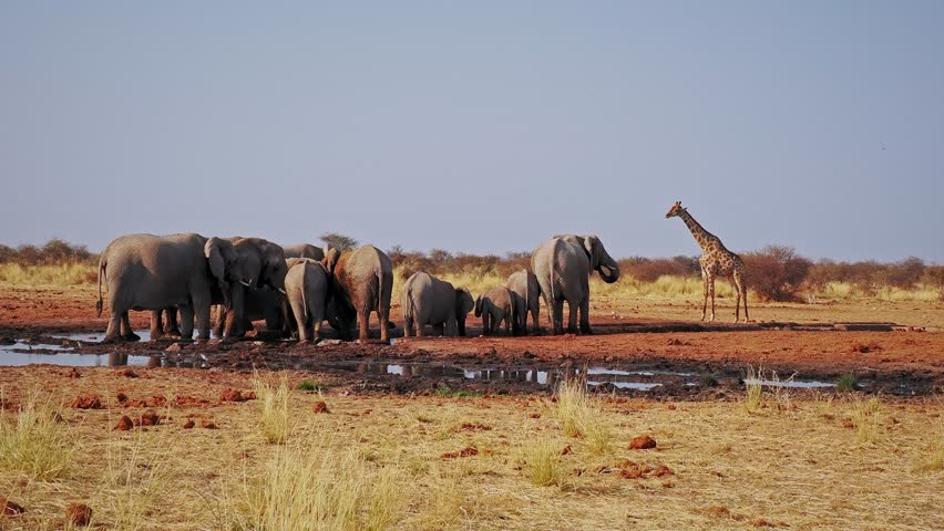 African Bush Elephant - Loxodonta africana herd of majestic animals, many males with females and cubs in savannah drink from waterhole in Etosha Namibia, life in the middle of the herd in Africa.